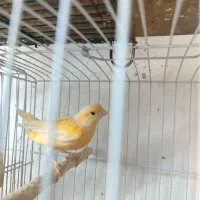 تعداد 7عدد  قناری نر و 3 عدد ماده