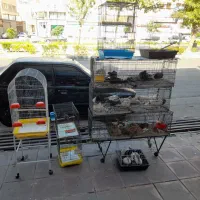 پرنده|پرنده|ماهدشت, |دیوار