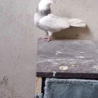 پرنده کفتر|پرنده|محمدیه-قزوین, |دیوار