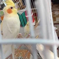 عروس هلندی|پرنده|چناران, |دیوار