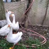 قوغاز نروماده|حیوانات مزرعه|ماکلوان, |دیوار