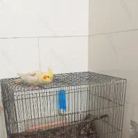 عروس هلندی