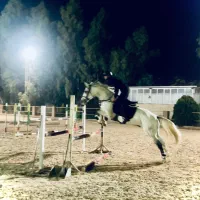 اسب مادیون یسرخارجی