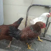 مرغ وخروس گلپایگانی|حیوانات مزرعه|قم, انسجام|دیوار