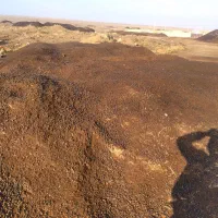 کودحیوانی خشک گوسفندی خالص عالی در محل بدونه کرایه|خدمات باغبانی و درختکاری|کرج, کمالشهر|دیوار