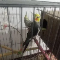 پرنده