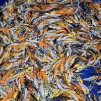 ماهی کوی نژاد چرم سوپر باله|ماهی|اهواز, کیانشهر|دیوار