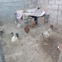 8تا مرغ و خروس