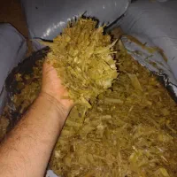 ذرت علوفه ای بسته بندی (چاپر) ۴۰ درصد دان