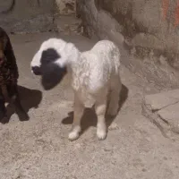 بره شیری در رستم ااباد  کنگاور نر۶و۵۰۰وماده ۶توم|حیوانات مزرعه|کنگاور, |دیوار