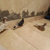 سه تا کبوتر|پرنده|ایلام, |دیوار