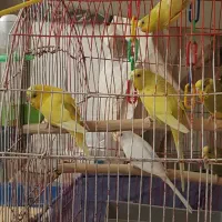 مرغ عشق|پرنده|تهران, ارم|دیوار