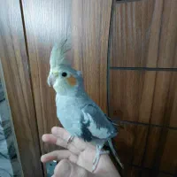 عروس هلندی نر ۴ ماهه|پرنده|اصفهان, باغ کاران|دیوار