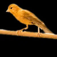 قناری شتری سرخ