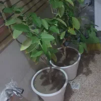 دو عدد گل پرتقال و لیمو|گل و گیاه طبیعی|مهاباد (آذربایجان غربی), |دیوار