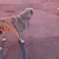 سگ گله ونگهبان|سگ|گلبهار, شهر جدید گلبهار|دیوار