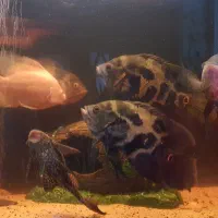 ماهی آکواریوم|ماهی|امامزاده عبدالله, |دیوار