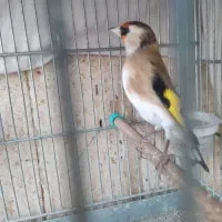 سهره داغسر جوجه