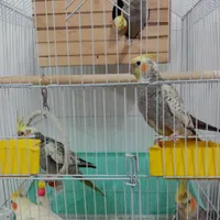 7 عدد عروس هلندی|پرنده|تهران, نازی‌آباد|دیوار