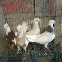 کبوتر