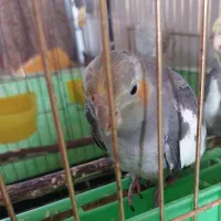 عروس هلندی چهار ماهه نر  دستی کاملا سالم ودم بلند