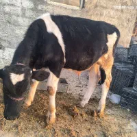 گوساله نر هلشتاین بهترین جنس گوشتی|حیوانات مزرعه|دهدشت, |دیوار