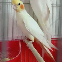 عروس هلندی مولد