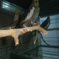 کلش ، کالاف ، فری فایر طاق