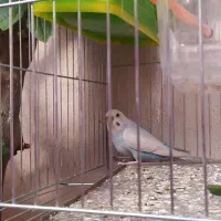 مرغ عشق مولد دم تخم|پرنده|مشکین‌دشت, |دیوار