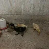 اردک مرغ خروس جوجه