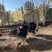 بوغلمون|حیوانات مزرعه|الوند, |دیوار