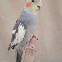 عروس سینامون دستی|پرنده|نسیم‌شهر, |دیوار