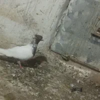 3عدد نر گرفتنی