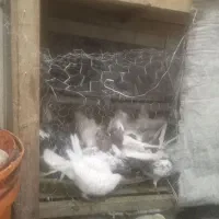 طوقی|پرنده|قره ضیاالدین, |دیوار