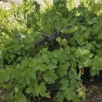 هرس باغ انگور و باغبانی