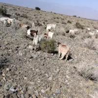 ۲۵۰ راس گوسفند