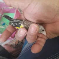 سهره|پرنده|شاهین‌شهر, شهرک گلدیس|دیوار