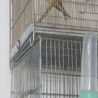 سهرقناری وچهارعددقفس غلامی|پرنده|مشهد, کشف|دیوار