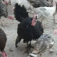 جوجه بوقلمون سه ماهه
