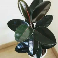 باغبانی سمپاشی هرس درختان کاشت گیاهان آپارتمانی|خدمات باغبانی و درختکاری|تهران, الهیه|دیوار