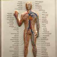 ماساژ درمانی|خدمات آرایشگری و زیبایی|شاهدشهر, |دیوار