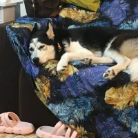 حیوانات|سگ|رشت, جانبازان|دیوار