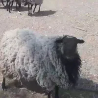 میش رومانوف