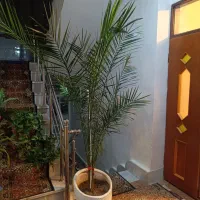 گل نخل فونیکس طبیعی|گل و گیاه طبیعی|بناب, |دیوار