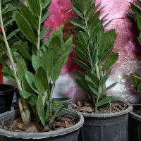 سرو ناز شیرازی و انواع گل آپارتمانی|گل و گیاه طبیعی|شهرکرد, |دیوار