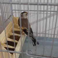 ماده سهره جوجه قفس|پرنده|کرمانشاه, |دیوار