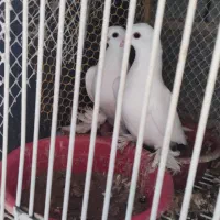 جوجه قرمز گوزه