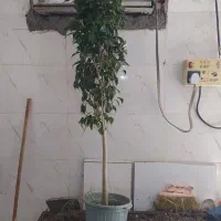 گل و گیاه بنجامین ابلق|گل و گیاه طبیعی|اهواز, سیصد دستگاه|دیوار