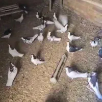 ۵۰عدد کبوتر شهری خوب به فروش میرسد