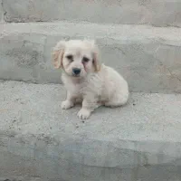 سگ.|سگ|برازجان, |دیوار